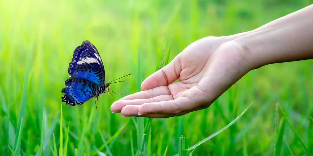 La Mariposa Azul